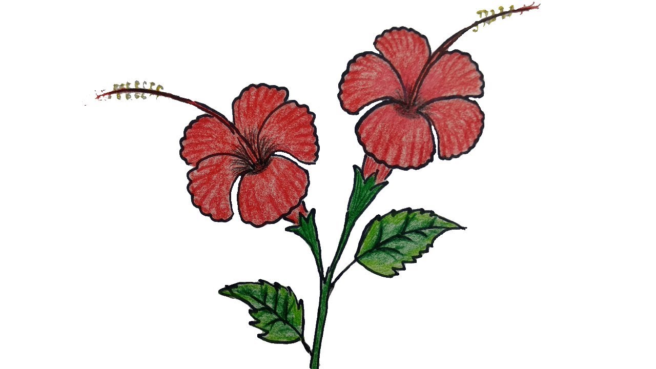1280x720 How To Draw A Hibiscus Flower Step