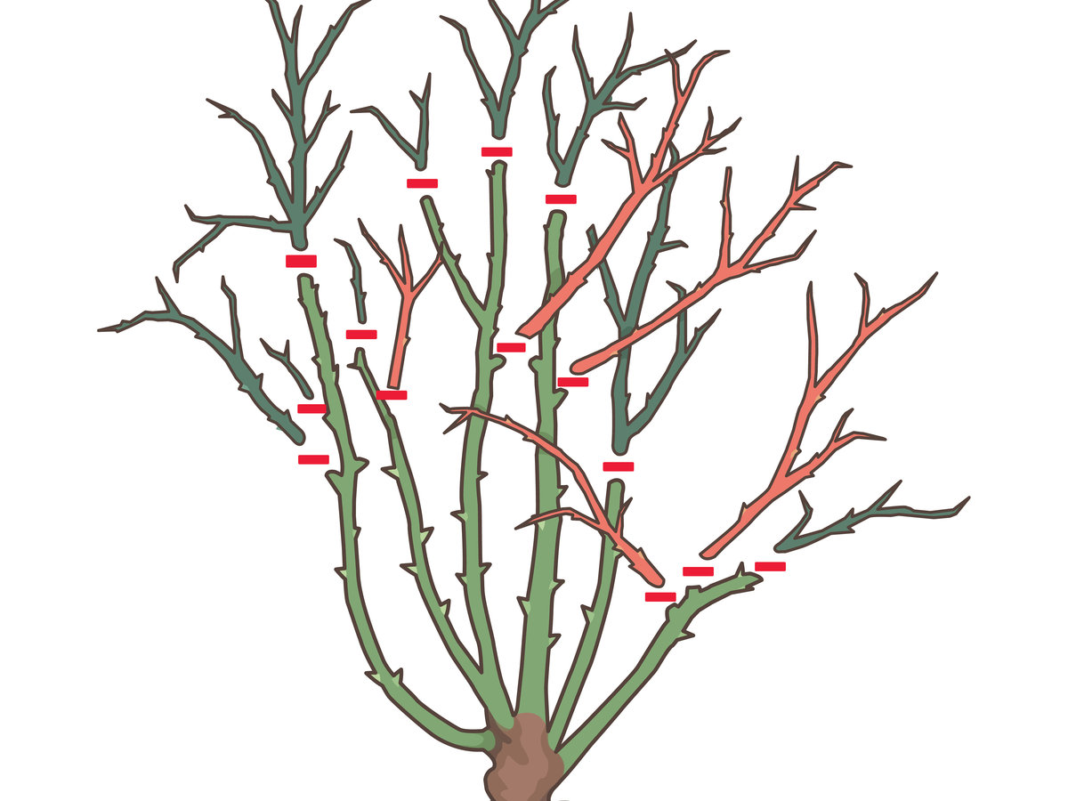 1200x900 Pruning Roses