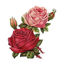 220x220 Flowers Roses Rose Plants Plant Flower Drawing Freetoed