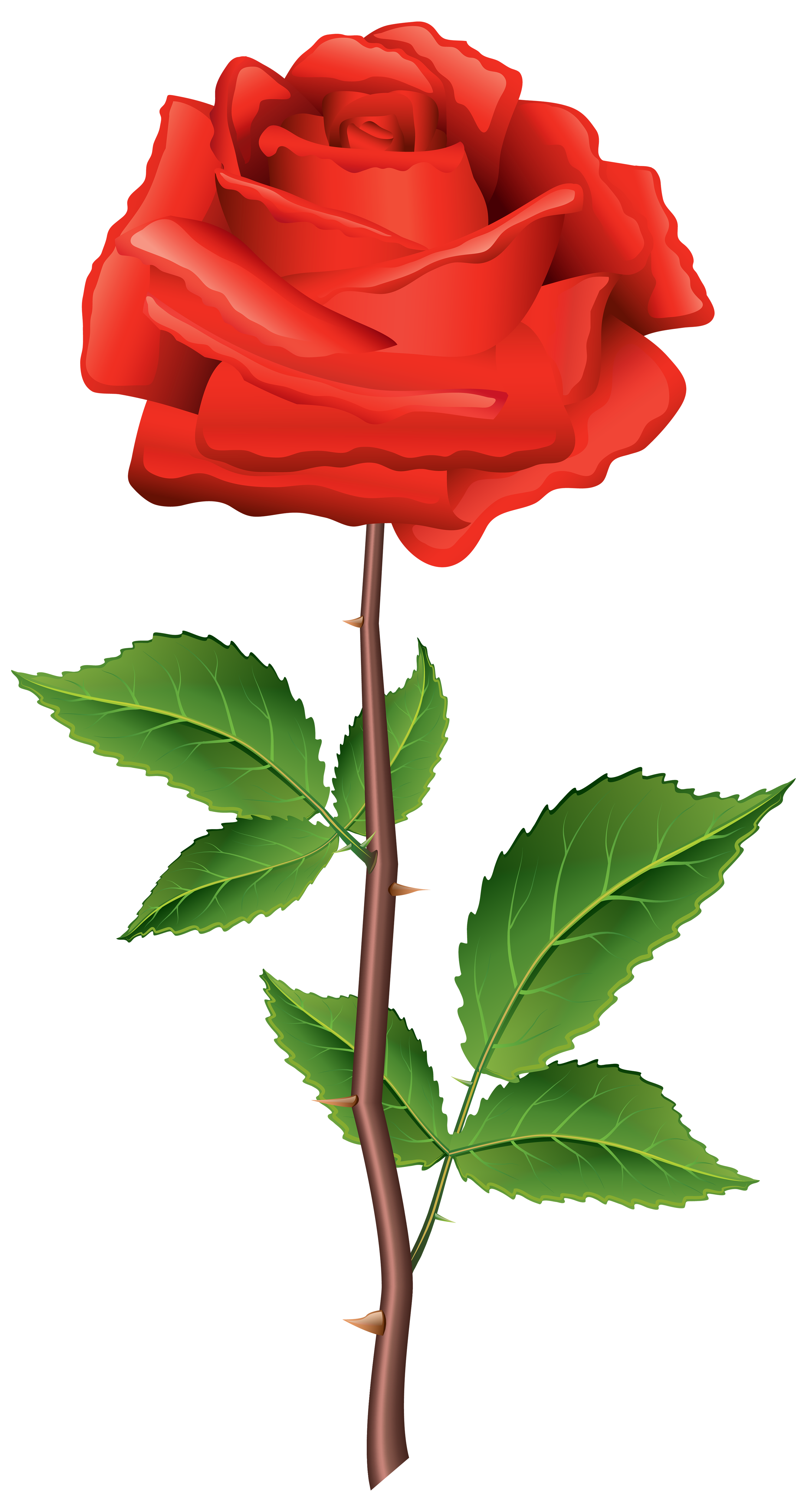 2667x5000 Collection Of Free Vector Bush Roses Download On Ui Ex