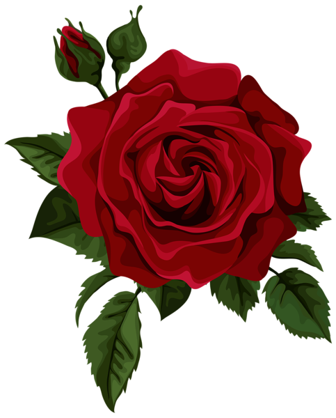 483x600 Drawing Realism Rose Transparent Png Clipart Free Download