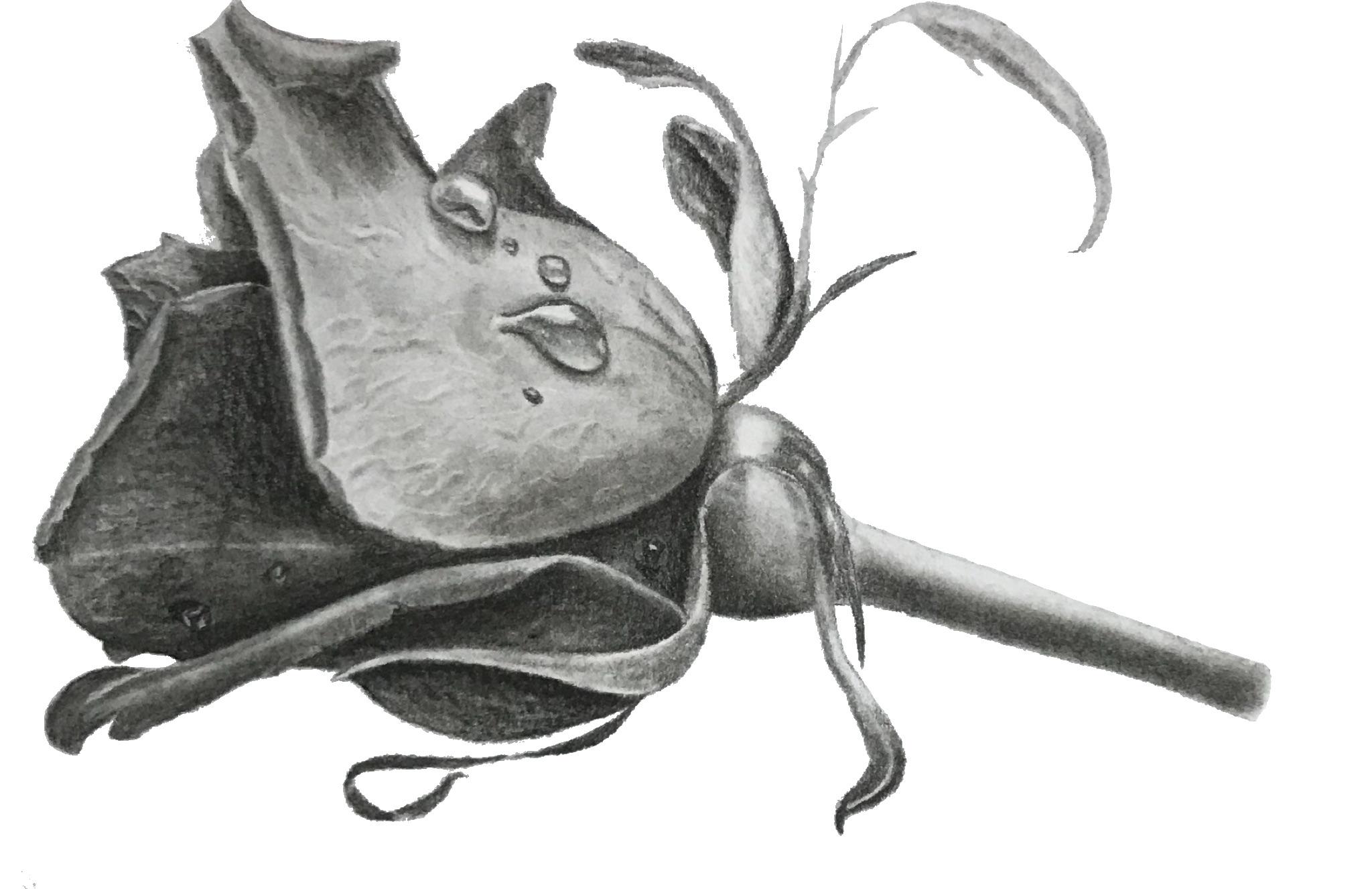 2048x1326 Rose, Charcoal Art