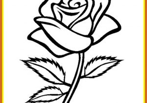 300x210 Rose Flowers Pencil Drawing