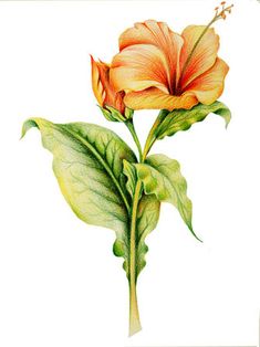 Rose Color Pencil Drawing