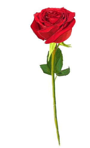 300x489 Figure Roses In Pencil Drawing Lesson How To Draw Roses