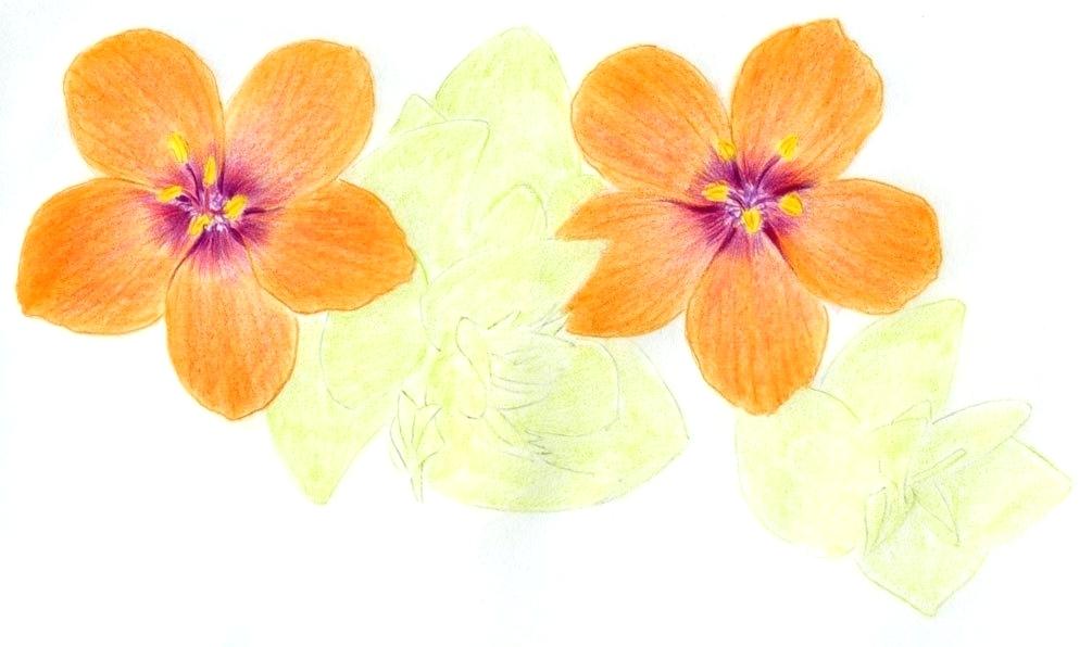 1005x596 Flower Drawings With Color Flower Drawings With Color Best Colored