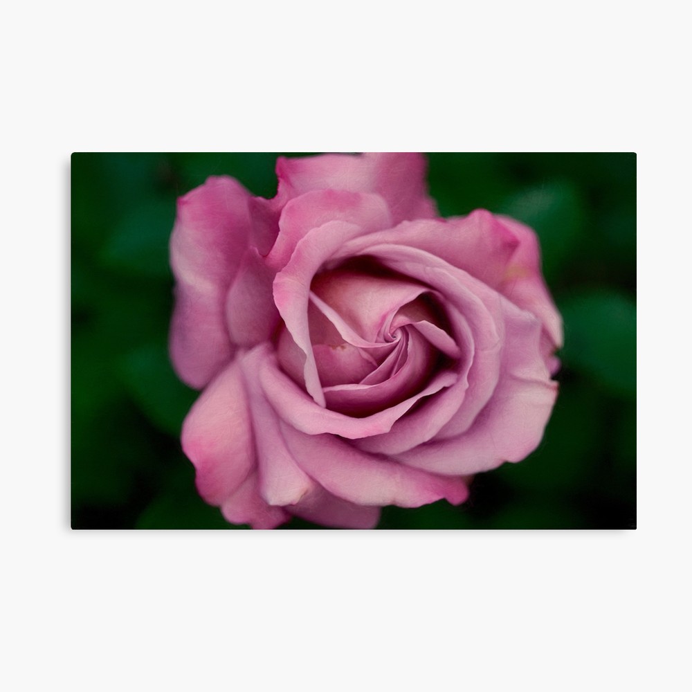 1000x1000 Pink Rose