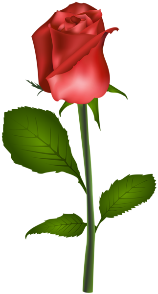 323x600 Red Rose Transparent Clip Art Image Florals Clip Art, Art