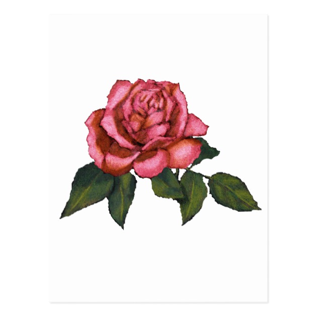 630x630 Single Pink Rose Color Pencil Drawing Art Postcard