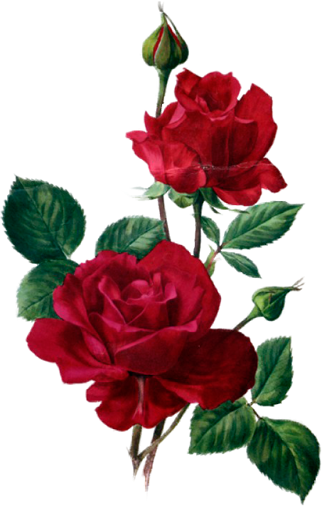 453x710 Collection Of Free Flower Drawing Color Pencil Download On Ui Ex