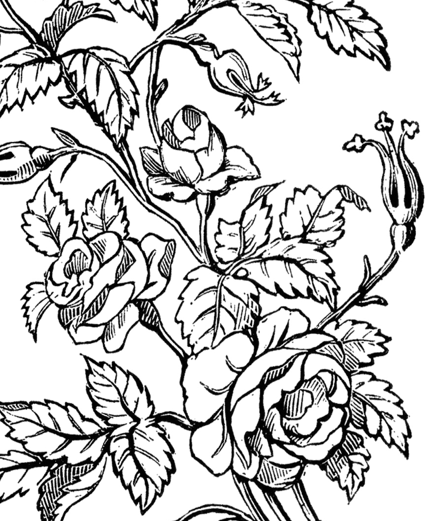 909x1059 Lovely Ornamental Roses Design!