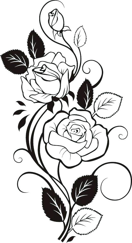 518x954 Flower Design Drawing
