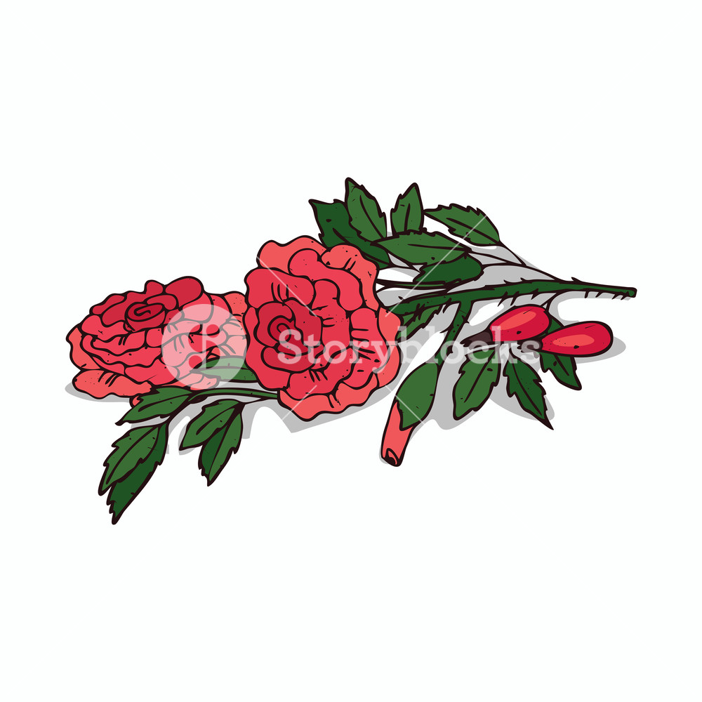 1000x1000 Isolated Clipart Of Plant Rose On White Background Botanical