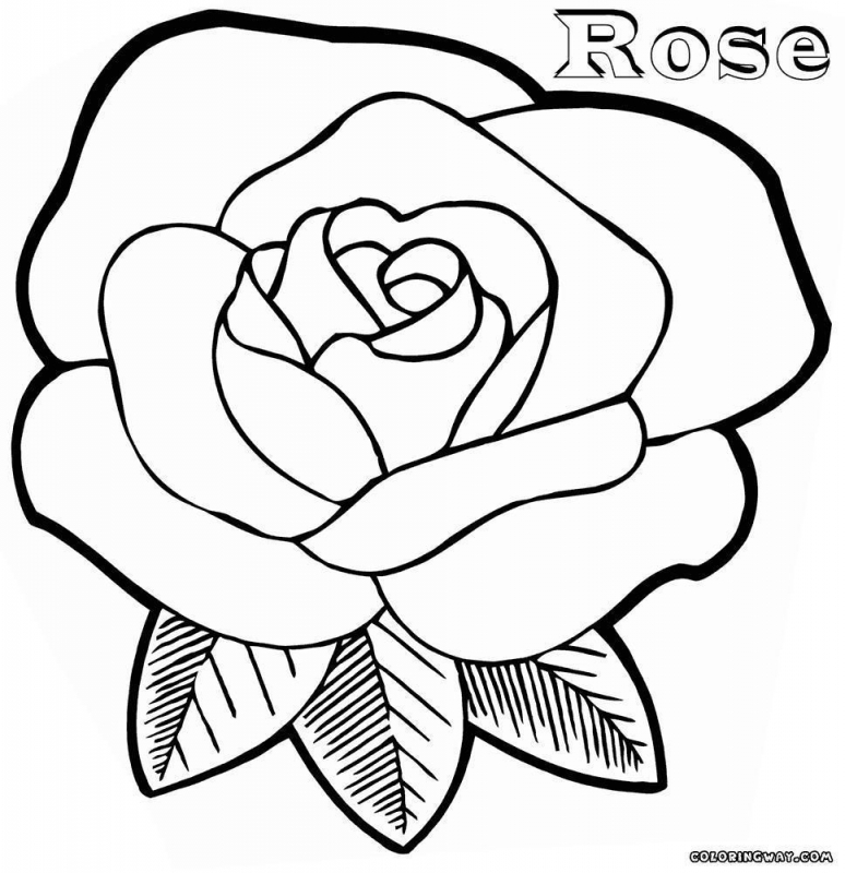 774x800 Rose Drawing Color Coloring Pages Roses Getitright Coloring