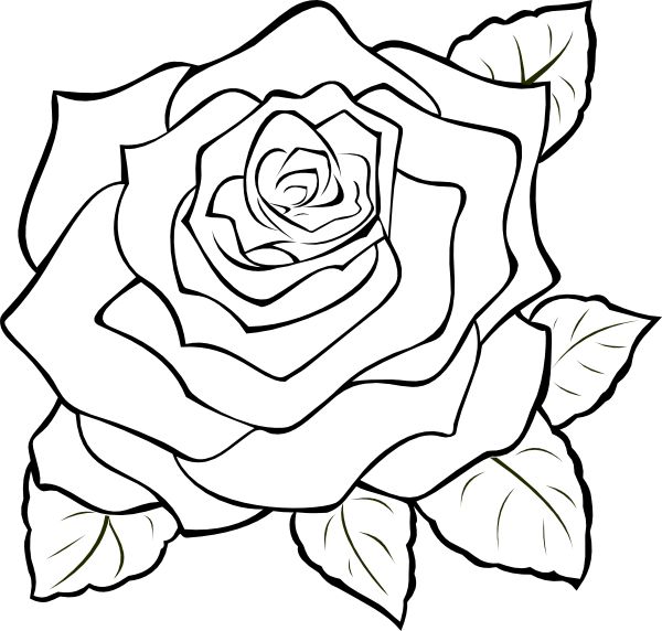 600x572 Sensational Roses To Color Purple Rose Drawing At Getdrawings Com