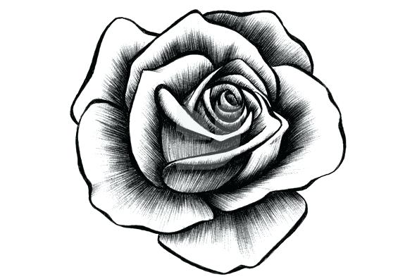 592x396 Roes Drawing Hand Drawn Rose Collection Rose Drawing Easy