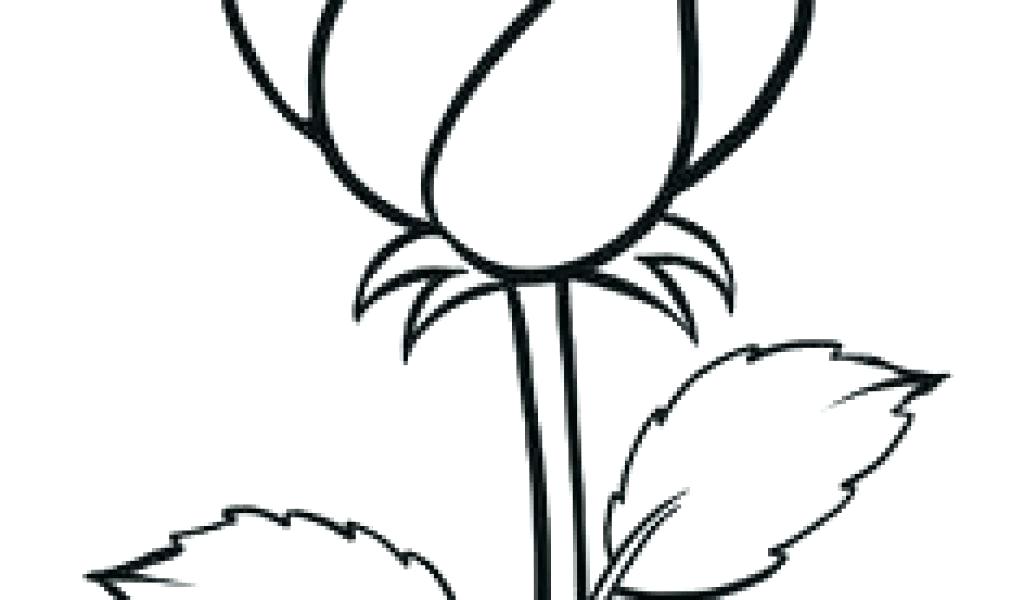 1024x600 Rose Drawing Outline Roes Steps To Draw A Rose Easy