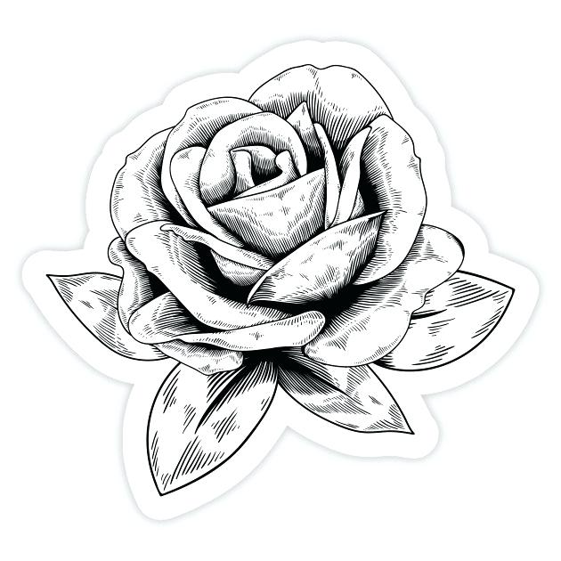 630x630 Rose Drawn Easy Rose Drawing Rose Drawing Simple And Easy