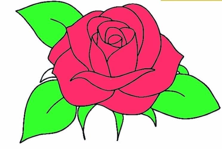 744x501 Rose Easy To Draw How To Draw A Rose Easy Step Easy Rose Drawing
