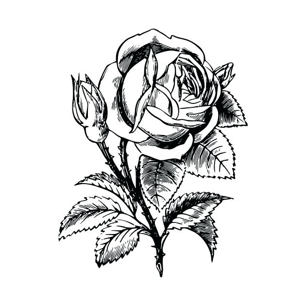 Rose Drawing For Beginners | Free download on ClipArtMag