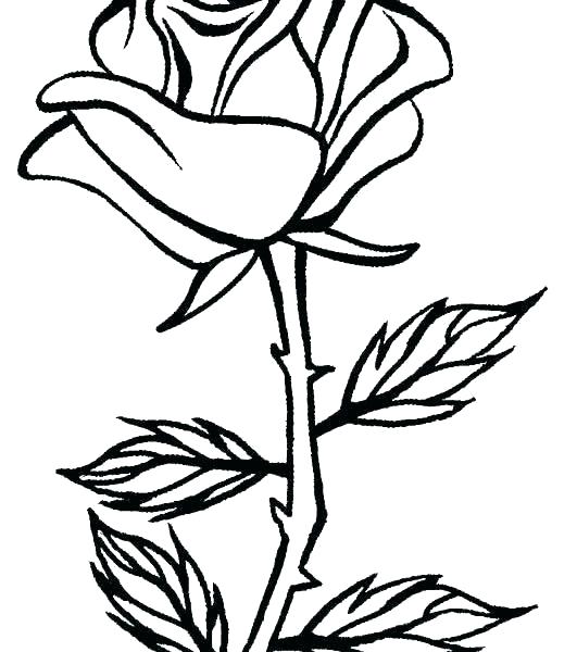 Rose Drawing For Kids | Free download on ClipArtMag