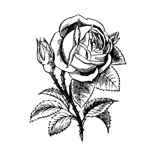 Rose Drawing For Kids | Free download on ClipArtMag