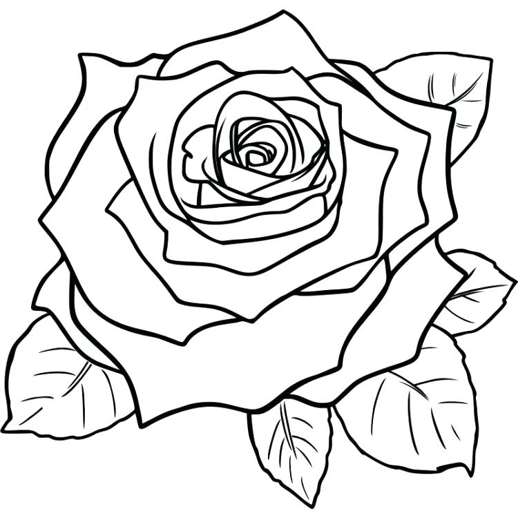 750x750 How To Draw A Rose Step