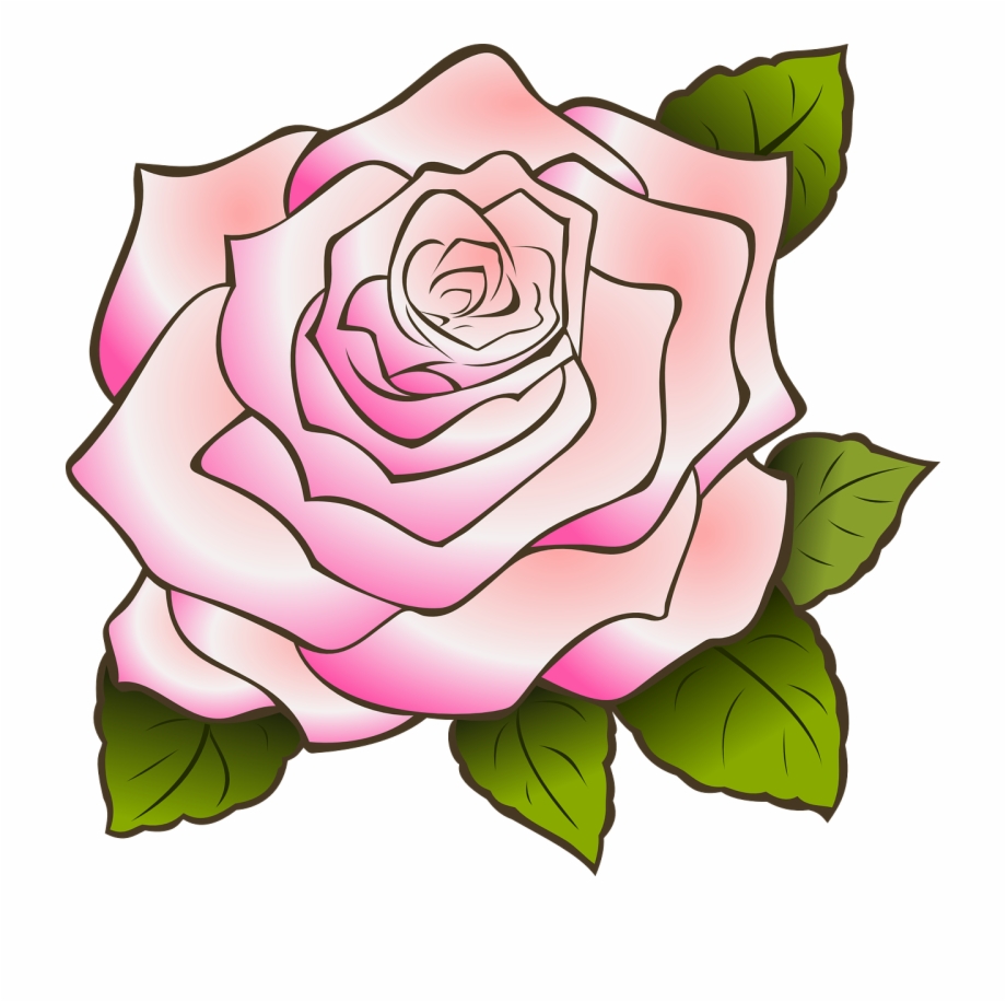 920x916 Rose Drawing Vintage Pink Png Image