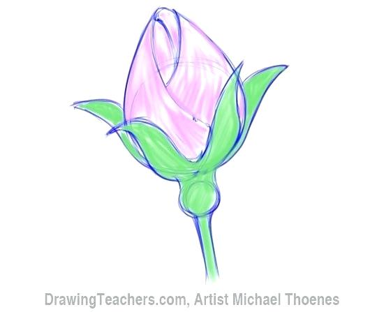 550x447 Simple Rose Bud Drawing Beautiful Rose Drawing Simple Rose Bud