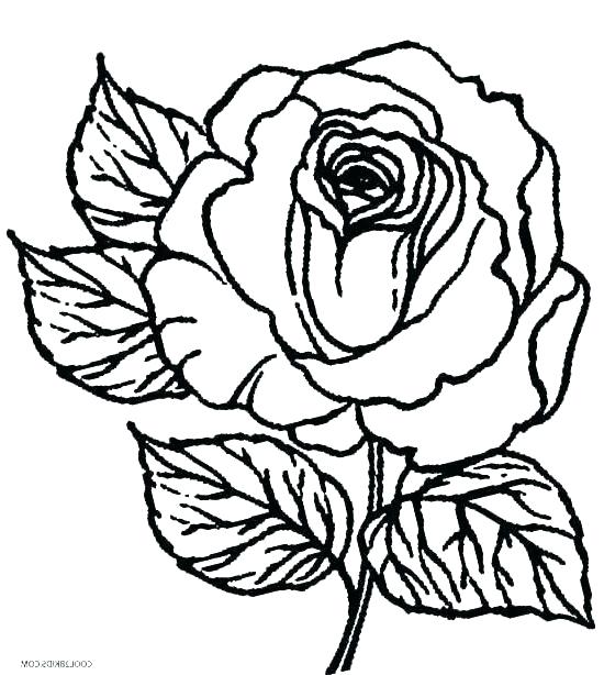 550x614 Rose Coloring Picture Holy Miniature Rose Roses To Colour Zupa