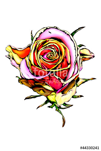 334x500 Rose Flower Drawing Art Illustration Color Stock Photo