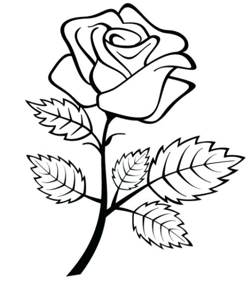 500x594 Roses Nature Printable Coloring Pages Drawings And Return To Rose