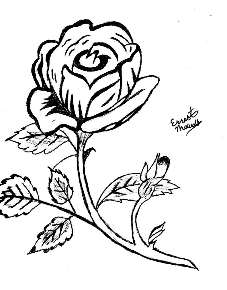 792x1009 Black Rose In Pen