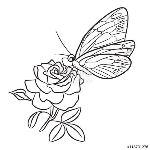 500x500 Butterfly On Blooming Rose, Small Bud And Leaf Black Easy Drawing