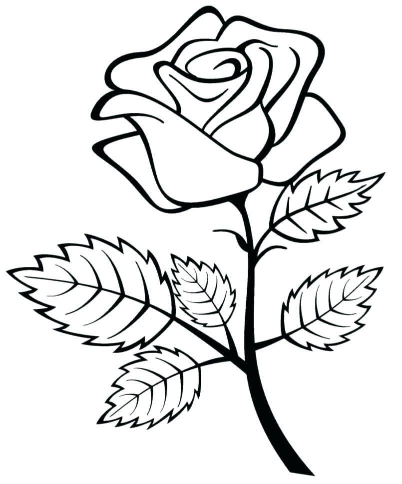 805x968 Rose Drawing For Kids