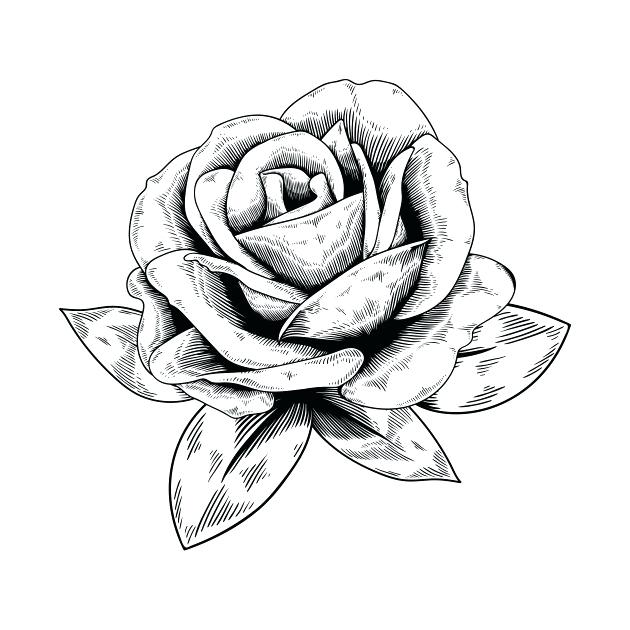 630x630 drowing rose how to draw a rose lee titanic drawing rose scene