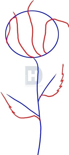 278x623 How Draw A Rose Step