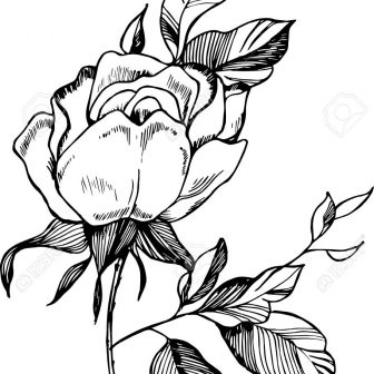 336x336 Black And White Rose Drawing Step