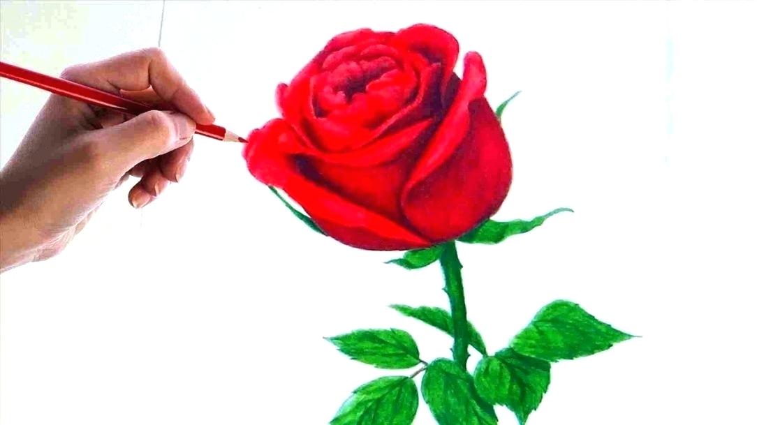 1084x609 Simple Rose Drawing Drawing Step