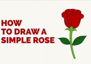 300x210 Simple Rose Drawing Step
