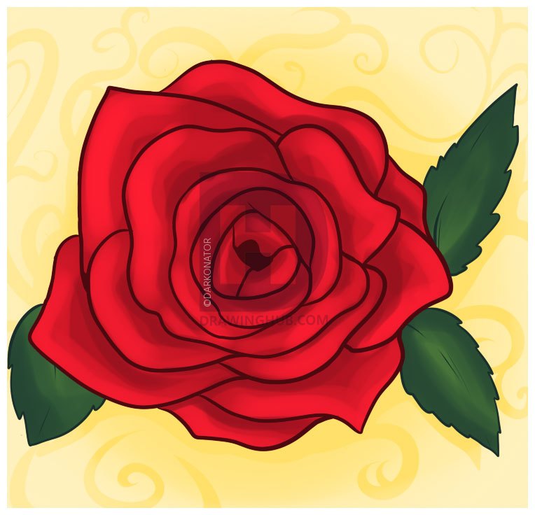 764x736 Drawing Top View Rose