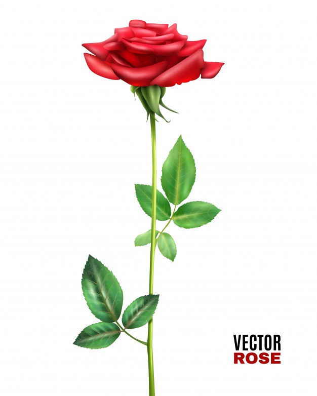 626x782 Roses Vectors, Photos And Free Download
