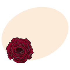 240x240 Deep White Rose Bud, Top View Sketch Style Vector Illustration