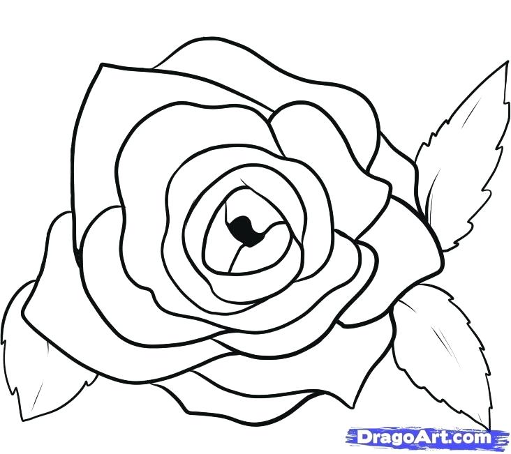 732x651 Easy Drawing Roses Get The How To Draw A Rose Printable Easy Rose