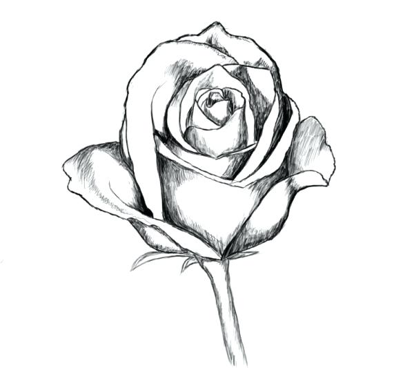 600x533 Drawing Rose Final Product Image Traditional Rose Drawing Tutorial