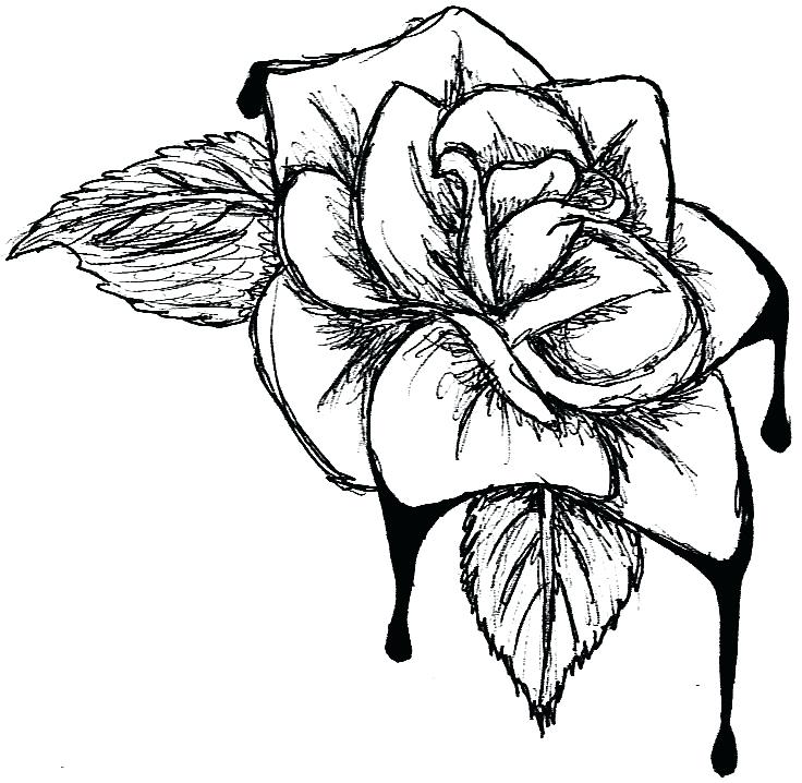 736x718 Flower Drawing Clip Art Blood Cabbage Rose Flower Vase Drawing
