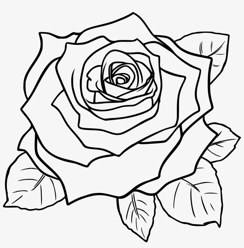 820x831 white rose clipart line art flower black and entertaining free