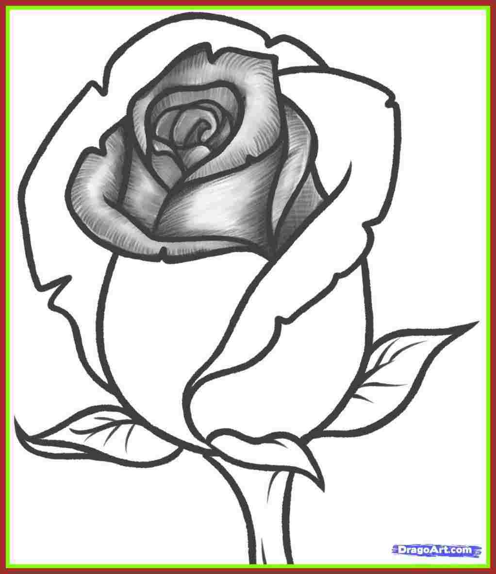 1022x1182 Rose Flower Pics For Drawing