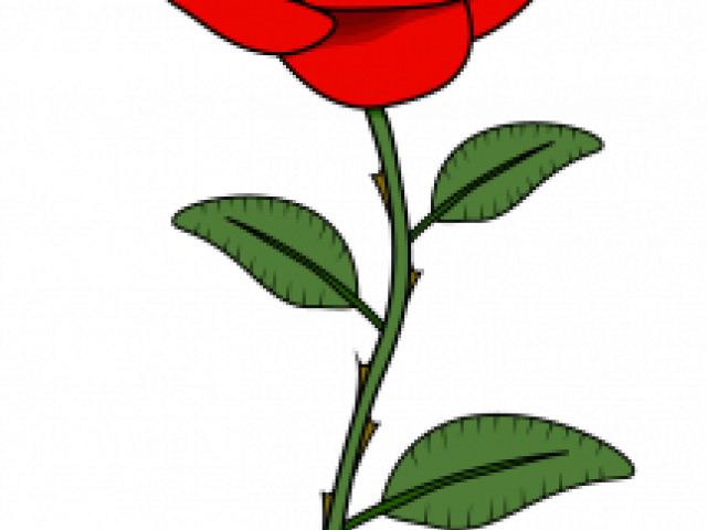640x480 Rose Flowers Drawing
