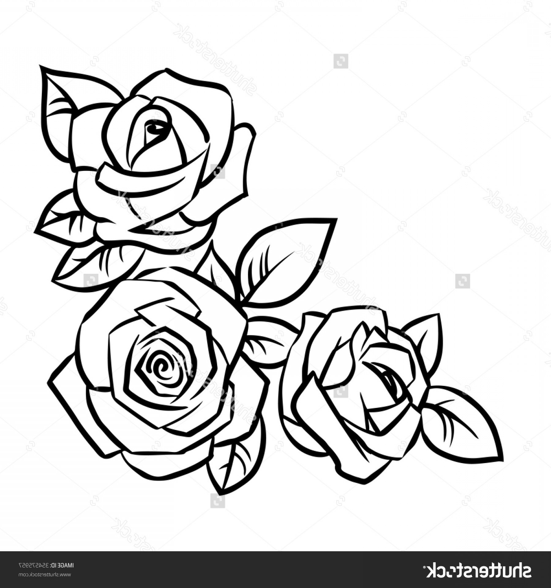 1800x1920 Rose Flower Drawing Images